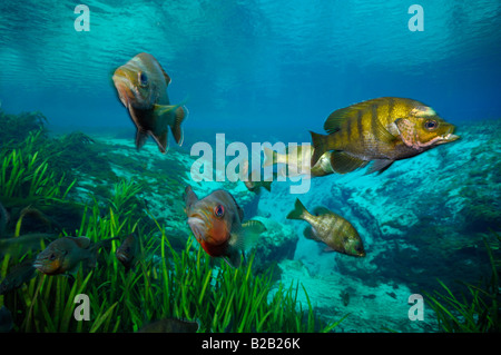 Bluegill Lepomis macrochirus and Redbreast sunfish Lepomis auritus Alexander springs Florida Stock Photo
