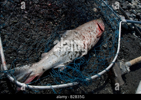 Salmon caught in a Fishing wheel, for automated catching of salmon in Copper River near Chitina, Alaska. Stock Photo