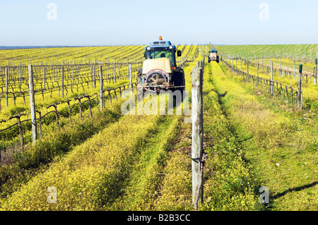 Farmers with tractors spraying the vineyard with pesticides Stock Photo