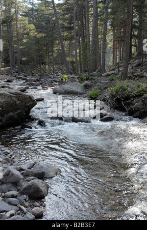 A mountain stream running through the valley in the mountainous region to the west of Corte in northern Corsica Stock Photo