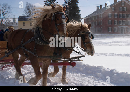 A team of work horses at the Hancock Shaker Village in Hancock Massachusetts pulls a sleigh on a windy winter day Stock Photo