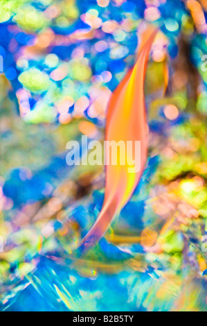 single fire flame on artistic and sparkling lights and colors environment Stock Photo