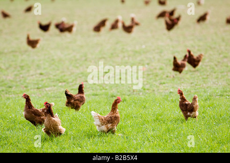 Free range chickens and hens Stow On The Wold Oxfordshire United Kingdom Stock Photo