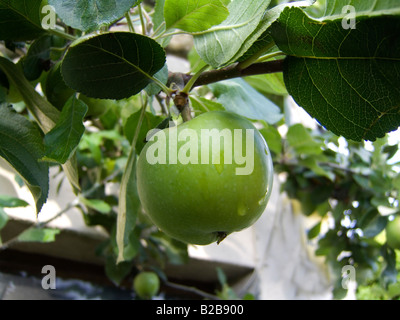 An unripe apple growing on an apple tree Stock Photo