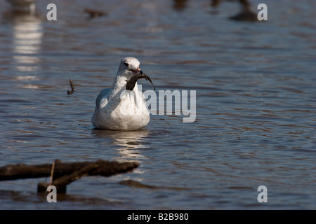 Ring billed Gull (Larus delawarensis) juvenile with small fish in beak Stock Photo