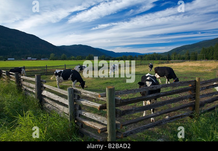 Cows farmland in Okanagan, British Columbia, Canada Stock Photo