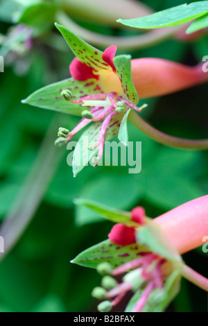 TROPAEOLUM PENTAPHYLLUM Stock Photo