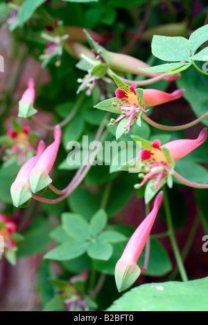 TROPAEOLUM PENTAPHYLLUM Stock Photo