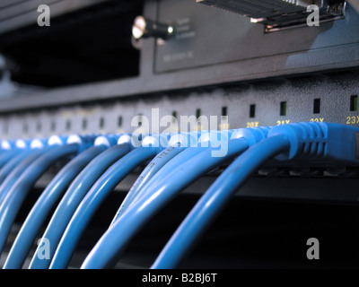 A row of blue UTP network cables that are connected to a switch Stock Photo