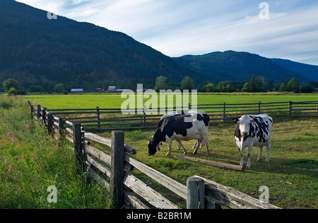 Cows farmland in Okanagan, British Columbia, Canada Stock Photo