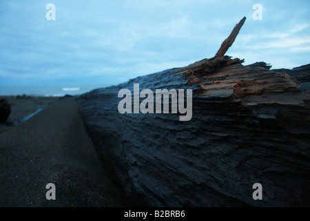 Close up of a burnt wood stump on a black sand beach in Castlecliff, Wanganui, New Zealand. Stock Photo