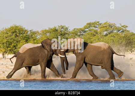 African Bush Elephant (Loxodonta africana) bulls fighting at a waterhole, Etosha National Park, Namibia, Africa Stock Photo