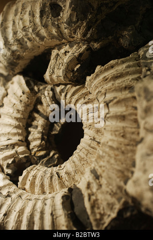 Fossil, Jurassic Coast in the South of England, United Kingdom, Europe Stock Photo