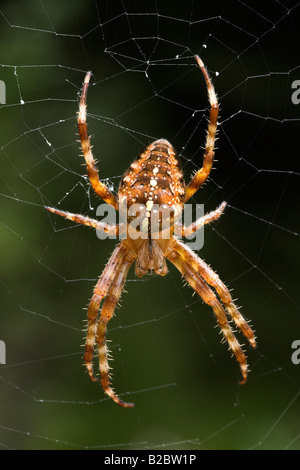 Cross Spider (Araneus) in its net, Eyachtal, Northern Black Forest, Baden-Wuerttemberg, Germany, Europe Stock Photo