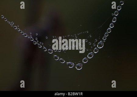 Dew covered spiders web, Eyachtal, Northern Black Forest, Baden-Wuerttemberg, Germany, Europe Stock Photo