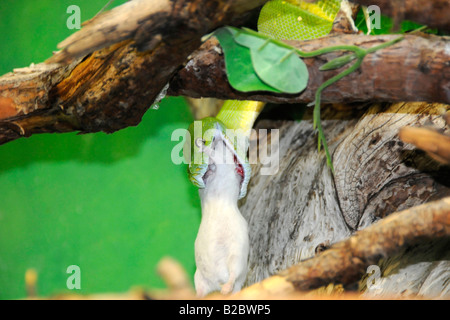 Morelia viridis or Green Tree Python (Chondropython viridis), feeding, zoo, Bavaria, Germany, Europe Stock Photo