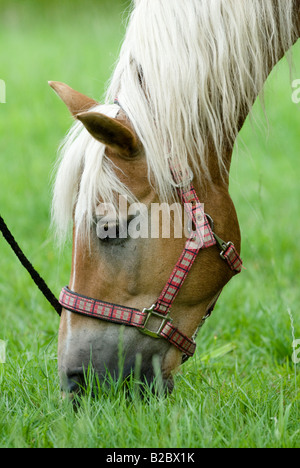 Grassing portrait of an haflinger horse Stock Photo