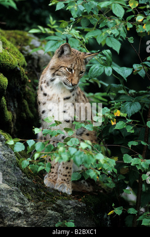 Eurasian Lynx (Lynx lynx) sitting on a rock in a forest Stock Photo