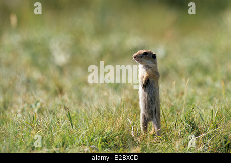 European Ground Squirrel (Spermophilus citellus) standing upright on its hind legs Stock Photo