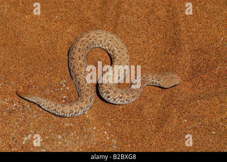 Dwarf puff adder (Bitis peringueyi), Dorob National Park, Swakopmund ...