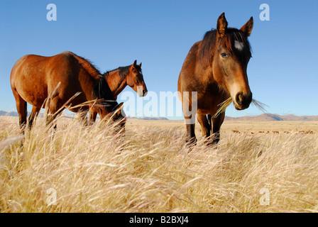 Wild Horses (Equus ferus) in the Namib Desert, Garub, Namibia, Africa Stock Photo