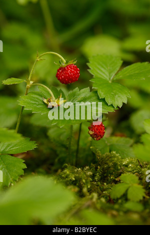 Wild strawberry Fragaria vesca Midlands July Stock Photo