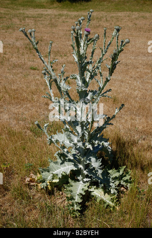 Cotton Thistle or Scotch Thistle (Onopordum acanthium), Western Pomerania Lagoon Area National Park, Mecklenburg-Western Pomera Stock Photo