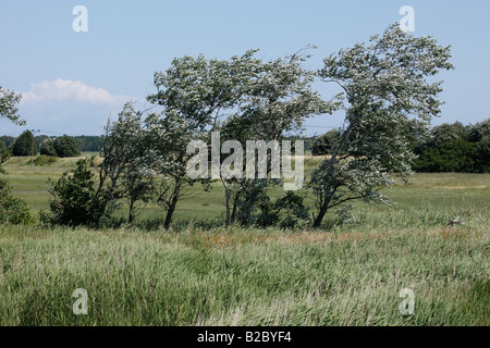 Trees among reeds, Western Pomerania Lagoon Area National Park, Mecklenburg-Western Pomerania, Germany, Europe Stock Photo