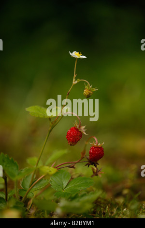Wild strawberry Fragaria vesca Midlands July Stock Photo