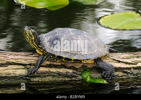 Red-eared Slider turtle (Trachemys scripta elegans) sunbathing on a log floating in the water Stock Photo