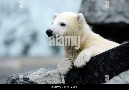 Young Polar Bear WILBAER (Ursus maritimus), Wilhelma Stuttgart Zoo, Baden-Wuerttemberg, Germany, Europe Stock Photo