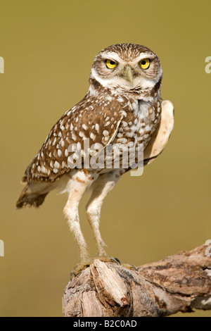 Burrowing Owl (Athene cunicularia), Cape Coral, Florida, USA Stock Photo