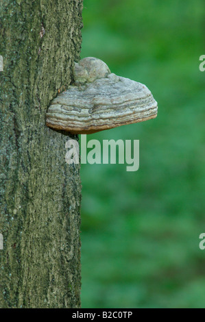 Hoof or Tinder fungus, Fomes fomentarius, beech tree, Cesky Les, West Bohemia, Czech Republic.
