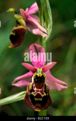 Close-up of a blooming Bee Orchid (Ophrys apifera), dry grassland in Koppelstein Nature Reseve, near Lahnstein Stock Photo