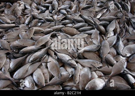 Fish sold at a market in Mindelo, Sao Vicente Island, Cape Verde, Africa Stock Photo