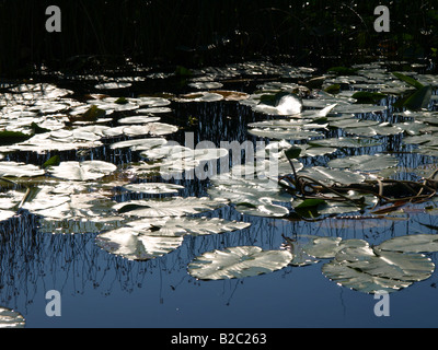 Nymphaea alba, white water-lily, white pond lily Stock Photo