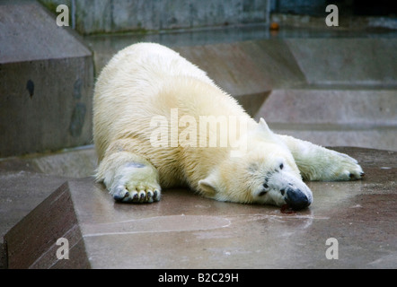 Young female Polar Bear (Ursus maritimus), Tierpark Hellabrunn Zoo, Munich, Bavaria, Germany Stock Photo