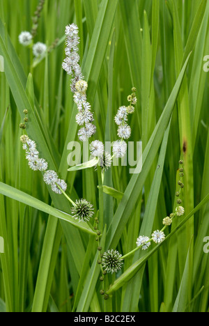 Simplestem, Simple-stem Burreed, Branched Bur-reed (Sparganium erectum) flowers Stock Photo