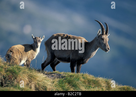 Alpine Ibex, Bouquetin, Steinbock (Capra ibex), adult with fawn Stock Photo