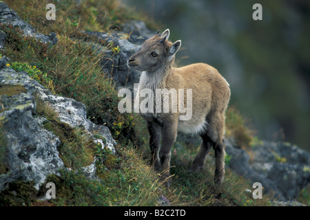 Alpine Ibex, Bouquetin, Steinbock (Capra ibex), fawn Stock Photo