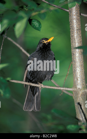 blackbird Amsel Eurasian Blackbird Turdus merula bathing in a puddle ...