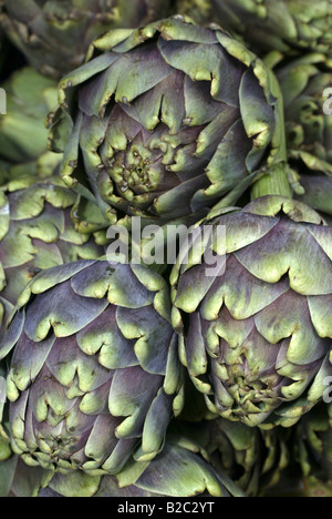 Globe Artichoke (Cynara scolymus) Stock Photo