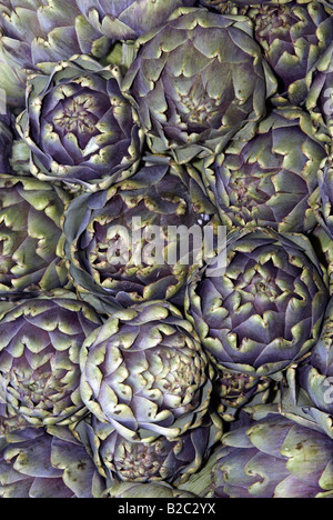 Globe Artichoke (Cynara scolymus) Stock Photo