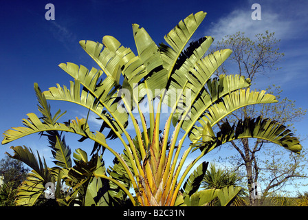 Traveler's Palm or Travellers Palm (Ravena madagascariensis, Ravenala madagascariensis), Madagascar, Africa Stock Photo