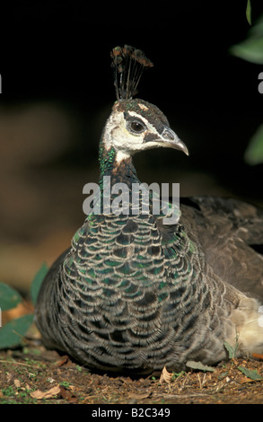 Peahen, Indian or Common Peafowl (Pavo cristatus), female, Germany Stock Photo