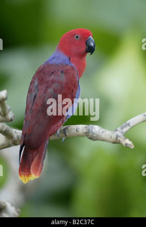 Female Eclectus Parrot (Eclectus roratus), Singapore, Asia Stock Photo