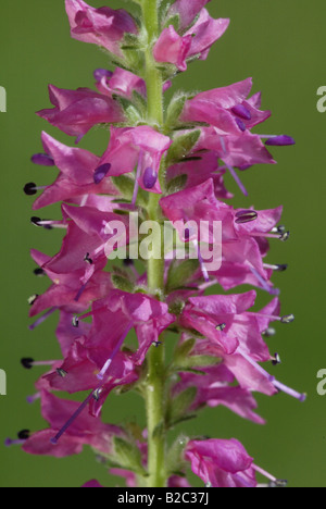 Flowering Spiked Speedwell (Veronica spicata), Germany, Europe Stock Photo