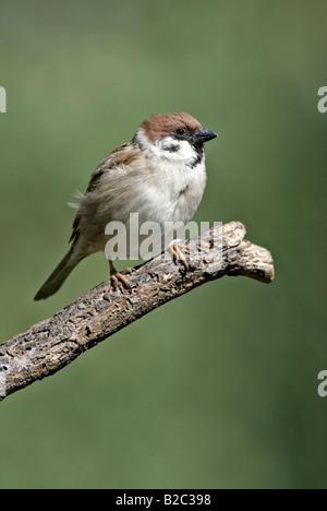 Tree Sparrow (Passer montanus), adult, Germany, europe Stock Photo