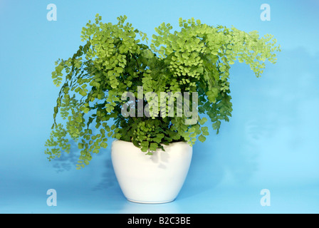 Maidenhair Fern (Adiantum raddianum), plant in a pot Stock Photo