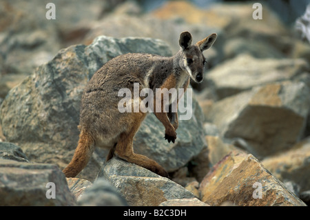 Mature Yellow-footed Rock-wallaby (Petrogale xanthopus), Australia Stock Photo